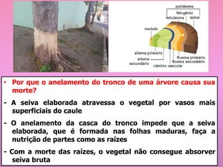• Por que o anelamento do tronco de uma árvore causa sua
morte?
- A seiva elaborada atravessa o vegetal por vasos mais
superficiais do caule
- O anelamento da casca do tronco impede que a seiva
elaborada, que é formada nas folhas maduras, faça a
nutrição de partes como as raízes
- Com a morte das raízes, o vegetal não consegue absorver
seiva bruta
 