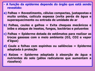- A função da epiderme depende do órgão que está sendo
revestido:
a) Folhas = Revestimento, células compactas, justapostas e
muito unidas, cutícula espessa (evita perda de água e
superaquecimento ou entrada de umidade do ar
b) Folhas, caules e galhos = Evita choques mecânicos e
inibe o ataque de insetos, fungos, bactérias e poluentes
c) Folhas = Epiderme dotada de estômatos para realizar as
trocas gasosas com o meio ambiente (O2, CO2 e vapor
d’água)
d) Caule e folhas com espinhos ou saliências = Epiderme
adaptada à proteção
e) Raízes = Epiderme adaptada à absorção de água e
nutrientes do solo (pêlos radiculares que aumentam a
rizosfera)
 