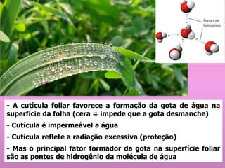 - A cutícula foliar favorece a formação da gota de água na
superfície da folha (cera = impede que a gota desmanche)
- Cutícula é impermeável a água
- Cutícula reflete a radiação excessiva (proteção)
- Mas o principal fator formador da gota na superfície foliar
são as pontes de hidrogênio da molécula de água
 