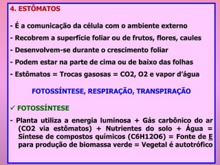 4. ESTÔMATOS
- É a comunicação da célula com o ambiente externo
- Recobrem a superfície foliar ou de frutos, flores, caules
- Desenvolvem-se durante o crescimento foliar
- Podem estar na parte de cima ou de baixo das folhas
- Estômatos = Trocas gasosas = CO2, O2 e vapor d’água
FOTOSSÍNTESE, RESPIRAÇÃO, TRANSPIRAÇÃO
✓ FOTOSSÍNTESE
- Planta utiliza a energia luminosa + Gás carbônico do ar
(CO2 via estômatos) + Nutrientes do solo + Água =
Síntese de compostos químicos (C6H12O6) = Fonte de E
para produção de biomassa verde = Vegetal é autotrófico
 