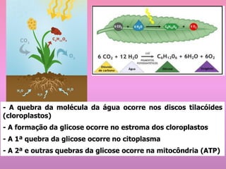 - A quebra da molécula da água ocorre nos discos tilacóides
(cloroplastos)
- A formação da glicose ocorre no estroma dos cloroplastos
- A 1ª quebra da glicose ocorre no citoplasma
- A 2ª e outras quebras da glicose ocorre na mitocôndria (ATP)
 