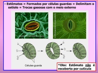 - Estômatos = Formados por células guardas = Delimitam o
ostíolo = Trocas gasosas com o meio externo
*Obs: Estômato não é
recoberto por cutícula
 
