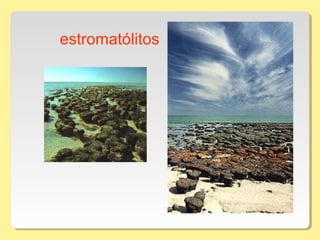 estromatólitos
 