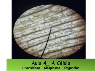 Aula 4_ A Célula
Diversidade Citoplasma Organelas
 