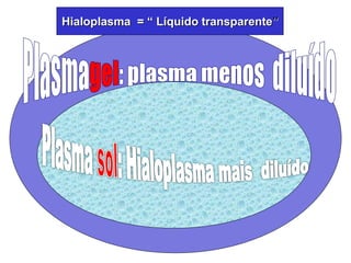 Hialoplasma = “ Líquido transparente”
 