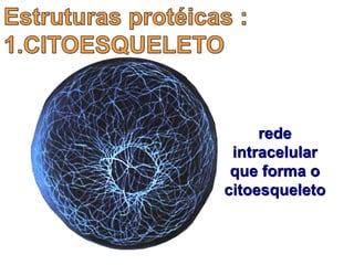 rede
intracelular
que forma o
citoesqueleto
 