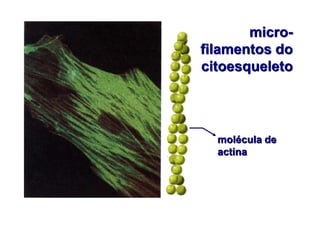 micro-
filamentos do
citoesqueleto
molécula de
actina
 