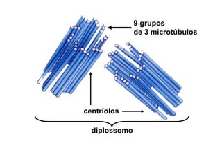 9 grupos
de 3 microtúbulos
centríolos
diplossomo
 