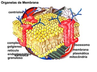 mitocôndria
carioteca
complexo
golgiense
lisossomo
retículo
endoplasmático
granuloso
centríolos
membrana
plasmática
Organelas de Membrana
 