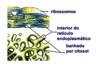 ribossomos
interior do
retículo
endoplasmático
banhado
por citosol
 
