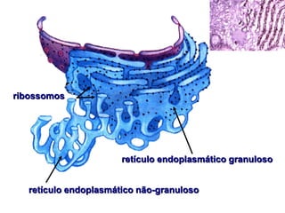 ribossomos
retículo endoplasmático não-granuloso
retículo endoplasmático granuloso
 