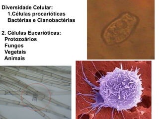 Diversidade Celular:
1.Células procarióticas
Bactérias e Cianobactérias
2. Células Eucarióticas:
Protozoários
Fungos
Vegetais
Animais
 
