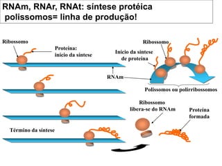 Ribossomo
Término da síntese
Ribossomo
libera-se do RNAm Proteína
formada
Ribossomo
Início da síntese
de proteína
RNAm, RNAr, RNAt: síntese protéica
polissomos= linha de produção!
Polissomos ou polirribossomos
Proteína:
início da síntese
RNAm
 