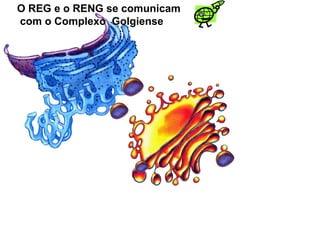 O REG e o RENG se comunicam
com o Complexo Golgiense
 