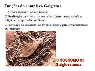DICTIOSSOMO ou
Golgiossomos
Funções do complexo Golgiense
1.Armazenamento de substâncias
2.Finalização da síntese de proteínas ( estrutura quaternária-
adição de grupos não protéicos)
3.Formação de vesículas de diversos tipos e para armazenamento
ou secreção.
 