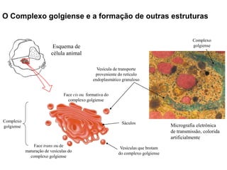 O Complexo golgiense e a formação de outras estruturas
Face cis ou formativa do
complexo golgiense
Face trans ou de
maturação de vesículas do
complexo golgiense
Vesículas que brotam
do complexo golgiense
Vesícula de transporte
proveniente do retículo
endoplasmático granuloso
Complexo
golgiense
Complexo
golgiense
Micrografia eletrônica
de transmissão, colorida
artificialmente
Sáculos
Esquema de
célula animal
 