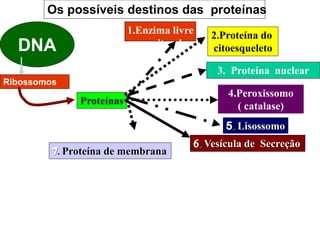DNA
Os possíveis destinos das proteínas
Proteínas
. Vesícula de Secreção
2.Proteína do
citoesqueleto
3. Proteína nuclear
4.Peroxissomo
( catalase)
. Lisossomo
. Proteína de membrana
Ribossomos
1.Enzima livre
no citosol
 