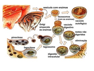 pinocitose
fagocitose
vesícula com enzimas
lisossomos
(com as enzimas)
vacúolo
autofágico
Golgi
empacota
as enzimas
fagossomo
vacúolo
digestivo
digestão
intracelular
eliminação
restos não
digeridos
 