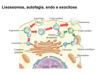 Lisossomos, autofagia, endo e exocitose
Núcleo
Mitocôndrias
Complexo
golgiense
Fagocitose
Lisossomo
Fagossomo
Corpo residual
Clasmocitose
Grânulo
de pigmento
Lisossomo Vacúolo autofágico
Corpo residual
 