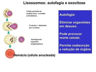 Lisossomos: autofagia e exocitose
Célula nucleada da
medula óssea vermelha
(eritroblasto)
O núcleo é eliminado
por exocitose
Autofagia das
organelas
citoplasmáticas
Autofagia:
Eliminar organóides
em desuso.
Pode provocar
morte celular.
Permite reabsorção
e redução de órgãos
Hemácia (célula anucleada)
 
