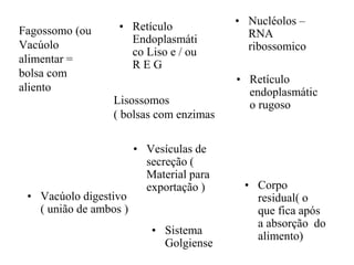 • Nucléolos –
RNA
ribossomico
• Retículo
endoplasmátic
o rugoso
• Sistema
Golgiense
Lisossomos
( bolsas com enzimas
Fagossomo (ou
Vacúolo
alimentar =
bolsa com
aliento
• Vacúolo digestivo
( união de ambos )
• Corpo
residual( o
que fica após
a absorção do
alimento)
• Retículo
Endoplasmáti
co Liso e / ou
R E G
• Vesículas de
secreção (
Material para
exportação )
 
