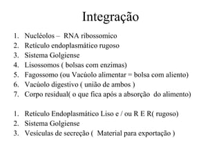 Integração
1. Nucléolos – RNA ribossomico
2. Retículo endoplasmático rugoso
3. Sistema Golgiense
4. Lisossomos ( bolsas com enzimas)
5. Fagossomo (ou Vacúolo alimentar = bolsa com aliento)
6. Vacúolo digestivo ( união de ambos )
7. Corpo residual( o que fica após a absorção do alimento)
1. Retículo Endoplasmático Liso e / ou R E R( rugoso)
2. Sistema Golgiense
3. Vesículas de secreção ( Material para exportação )
 