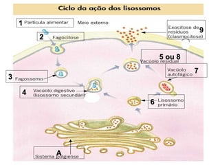 9
1
2
3
4
A
6
7
5 ou 8
 