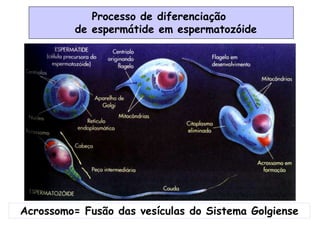 Processo de diferenciação
de espermátide em espermatozóide
Acrossomo= Fusão das vesículas do Sistema Golgiense
 
