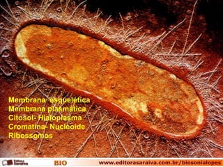 Membrana esquelética
Membrana plasmática
Citosol- Hialoplasma
Cromatina- Nucleoide
Ribossomos
 