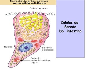 Células da
Parede
Do intestino
 