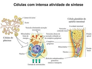 Células com intensa atividade de síntese
Ácino
Lúmen do ácino
Células do
pâncreas
Retículo endoplasmático
granuloso:
síntese e transporte
Mitocôndria:
fonte de
energia
Complexo
golgiense
Vesícula eliminando secreção
(exocitose)
Vesículas cheias de
secreção soltando-se
do complexo golgiense
Entrada de aminoácidos
Núcleo
Cavidade intestinal
Célula glandular do
epitélio intestinal
Porção
apical
Porção
basal
Mitocôndria
Núcleo
Vesículas
contendo muco
 