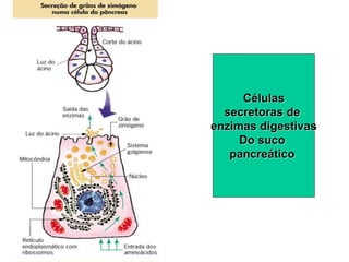 Células
secretoras de
enzimas digestivas
Do suco
pancreático
 