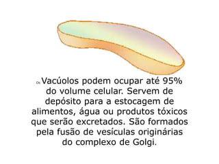 Os Vacúolos podem ocupar até 95%
do volume celular. Servem de
depósito para a estocagem de
alimentos, água ou produtos tóxicos
que serão excretados. São formados
pela fusão de vesículas originárias
do complexo de Golgi.
 