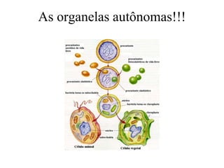 As organelas autônomas!!!
 