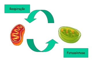 Fotossíntese
Respiração
 