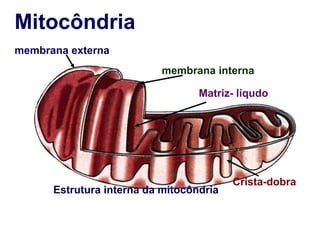 membrana externa
membrana interna
Matriz- líqudo
Crista-dobra
Estrutura interna da mitocôndria
Mitocôndria
 