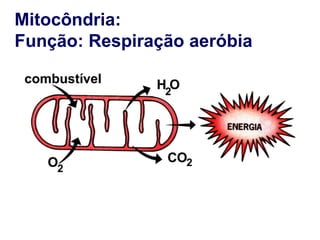 Mitocôndria:
Função: Respiração aeróbia
 