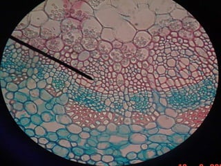 • Estrutura de cada tipo básico
• Função de cada organela
• Identificação
• Especialização celular
A célula Eucariótica:
 