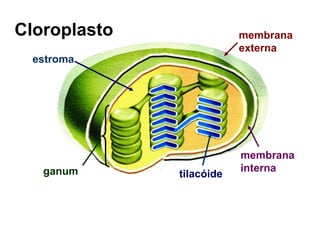 Cloroplasto
ganum
estroma
membrana
externa
membrana
interna
tilacóide
 