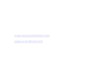 www.argosymedical.com
www.e-anatomy.org
 