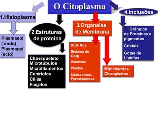 O Citoplasma
3.Organelas
de Membrana
2.Estruturas
de proteína
1.Hialoplasma
4.Inclusões
Plasmasol
( endo)
Plasmagel
(ecto)
Citoesqueleto
Microtúbulos
Microfilamentos
Centríolos
Cílios
Flagelos
Grânulos
de Proteínas e
pigmentos
Cristais
Gotas de
Lipídios
RER, REL
Sistema de
Golgi
Vacúolos
Plastos
Lisossomos,
Peroxissomos
Mitocôndrias
Cloroplastos
 