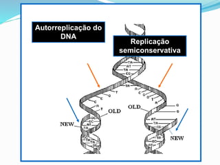Autorreplicação do
DNA
Replicação
semiconservativa
 