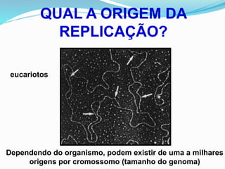 QUAL A ORIGEM DA
REPLICAÇÃO?
Dependendo do organismo, podem existir de uma a milhares
origens por cromossomo (tamanho do genoma)
eucariotos
 