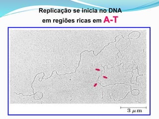 Replicação se inicia no DNA
em regiões ricas em A-T
 