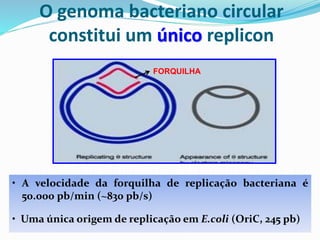 • A velocidade da forquilha de replicação bacteriana é
50.000 pb/min (~830 pb/s)
• Uma única origem de replicação em E.coli (OriC, 245 pb)
O genoma bacteriano circular
constitui um único replicon
FORQUILHA
 