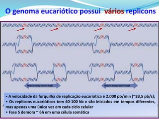 O genoma eucariótico possui vários replicons
• A velocidade da forquilha de replicação eucariótica é 2.000 pb/min (~33,5 pb/s);
• Os replicons eucarióticos tem 40-100 kb e são iniciados em tempos diferentes,
mas apenas uma única vez em cada ciclo celular
• Fase S demora ~ 6h em uma célula somática
 