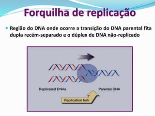  Região do DNA onde ocorre a transição do DNA parental fita
dupla recém-separado e o dúplex de DNA não-replicado
Forquilha de replicação
 