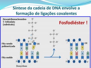 Síntese da cadeia de DNA envolve a
formação de ligações covalentes
Fosfodiéster !
 