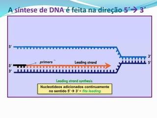 A síntese de DNA é feita na direção 5´→ 3´
primers
Nucleotídeos adicionados continuamente
no sentido 5’ → 3’ = fita leading
Nucleotídeos adicionados formando fragmentos → fita lagging
 