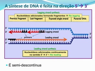  É semi-descontínua
A síntese de DNA é feita na direção 5´→ 3´
primers
Nucleotídeos adicionados continuamente
no sentido 5’ → 3’ = fita leading
Nucleotídeos adicionados formando fragmentos → fita lagging
 